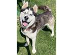 Adopt Jared a Black Husky / Mixed dog in Wenatchee, WA (38748330)