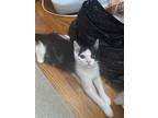 Adopt Baker a Black & White or Tuxedo Domestic Shorthair (short coat) cat in