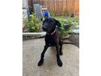 Adopt Farris a Black Labrador Retriever / Labradoodle / Mixed dog in Dallas/Fort