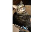 Adopt Lou a Brown Tabby Domestic Longhair / Mixed (long coat) cat in Mesquite