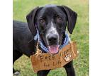 Adopt Pogo a Black English Pointer / Mixed dog in Helena, AL (38747932)