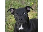 Adopt Olive a Black American Pit Bull Terrier / Mixed dog in Jacksonville