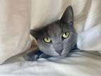 Adopt Räffelbjörk a Gray or Blue Domestic Shorthair (short coat) cat in Los