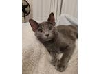 Adopt Ricearoni a Gray or Blue Domestic Shorthair (short coat) cat in Los