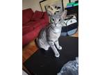 Adopt Poseidon a Gray, Blue or Silver Tabby Domestic Shorthair (short coat) cat