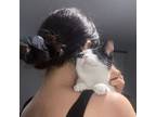 Adopt Nagini a Black & White or Tuxedo Domestic Shorthair (short coat) cat in