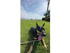 Adopt Sherman a Black - with Tan, Yellow or Fawn Australian Kelpie / Mixed dog