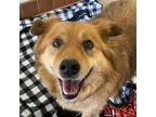 Adopt Teddy Bear a Australian Shepherd / Mixed dog in Kanab, UT (38747427)