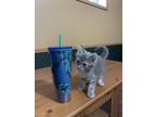 Adopt Professor Sprout a Gray, Blue or Silver Tabby Domestic Shorthair (short
