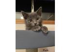 Adopt Puck a Gray or Blue Domestic Shorthair (short coat) cat in Shakespeare