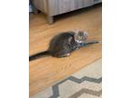 Adopt Professor Moody a Gray, Blue or Silver Tabby Domestic Shorthair (short