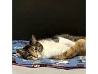 Adopt Rue a Calico or Dilute Calico Domestic Shorthair / Mixed cat in