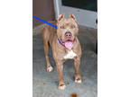 Adopt Master Diesel a Red/Golden/Orange/Chestnut Mixed Breed (Large) / Mixed dog