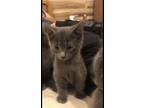 Adopt Alvin a Gray or Blue Tabby / Mixed (medium coat) cat in Lenoir
