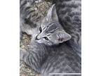 Adopt Crook a Gray, Blue or Silver Tabby American Shorthair / Mixed (short coat)