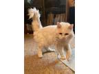 Adopt Snowball a White (Mostly) Abyssinian (short coat) cat in Memphis