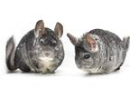Adopt Olive & Jessica a Chinchilla small animal in Wolcott, IN (38746717)