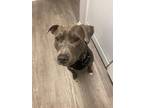 Adopt Midnight a Gray/Silver/Salt & Pepper - with White Pit Bull Terrier / Mixed