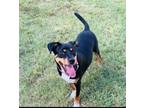Adopt Starla a Mountain Cur / Rottweiler dog in Framingham, MA (38746686)