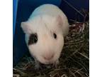 Adopt Shep a Guinea Pig