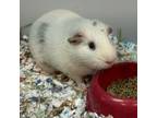 Adopt Jace a Guinea Pig