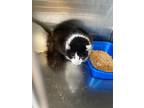 Adopt Finn a Black & White or Tuxedo American Wirehair cat in Whiteville