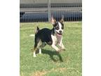 Adopt Zip a Black - with Tan, Yellow or Fawn Rat Terrier / Terrier (Unknown