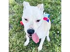 Adopt Madi a White - with Tan, Yellow or Fawn Pit Bull Terrier / Mixed dog in