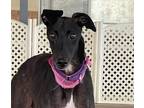 Adopt Celine a Black - with White Greyhound / Mixed dog in El Cajon