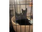 Adopt Binx a Black (Mostly) Domestic Shorthair (short coat) cat in York