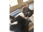 Adopt Mr. Big Stuff a Black & White or Tuxedo Domestic Shorthair (short coat)