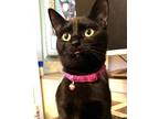 Adopt Bernardo a Domestic Shorthair cat in Wake Forest, NC (38746021)