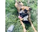 Adopt Trixie a Brown/Chocolate - with White Boxer / Mixed dog in Albany