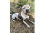 Adopt Dolo a White - with Brown or Chocolate American Pit Bull Terrier / Mixed
