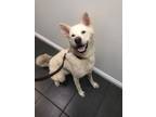 Adopt Jasmine a White Husky / Jindo / Mixed dog in Studio City, CA (38745998)