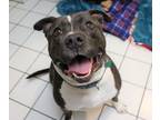 Adopt Mack a Brindle - with White American Staffordshire Terrier / Mixed dog in
