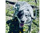 Adopt Spot a Merle Blue Heeler / Australian Cattle Dog / Mixed dog in Albany