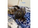 Adopt Trace a Gray or Blue Domestic Shorthair (short coat) cat in Shakespeare