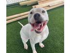 Adopt Buc-ee a White Pit Bull Terrier / American Staffordshire Terrier / Mixed