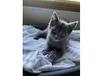 Adopt Sprite a Gray or Blue Domestic Shorthair (short coat) cat in Shakespeare