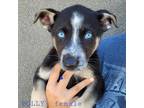 Adopt Polly a Tricolor (Tan/Brown & Black & White) German Shepherd Dog / Husky /
