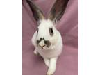 Adopt Sammy a White English Spot / Mixed (short coat) rabbit in Edinburg