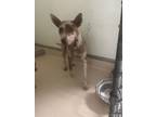 Adopt Beth a Brown/Chocolate Australian Cattle Dog / Mixed dog in Raeford