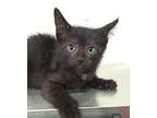 Adopt 655758 a All Black Domestic Shorthair / Domestic Shorthair / Mixed cat in