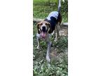 Adopt Buddy Ray a Tricolor (Tan/Brown & Black & White) Treeing Walker Coonhound