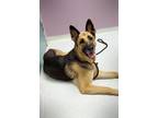 Adopt Annie a Tricolor (Tan/Brown & Black & White) German Shepherd Dog / Mixed