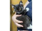 Adopt Sassafras a Black & White or Tuxedo Domestic Mediumhair (medium coat) cat