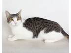 Adopt a Brown Tabby Domestic Shorthair / Mixed (short coat) cat in Redding