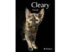 Adopt Cleary a Tortoiseshell Domestic Shorthair (short coat) cat in Roseville
