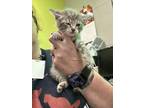 Adopt Maria a Gray or Blue Domestic Shorthair / Domestic Shorthair / Mixed cat
